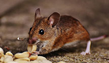 24 Hour & Emergency Exterminators in St John, KS